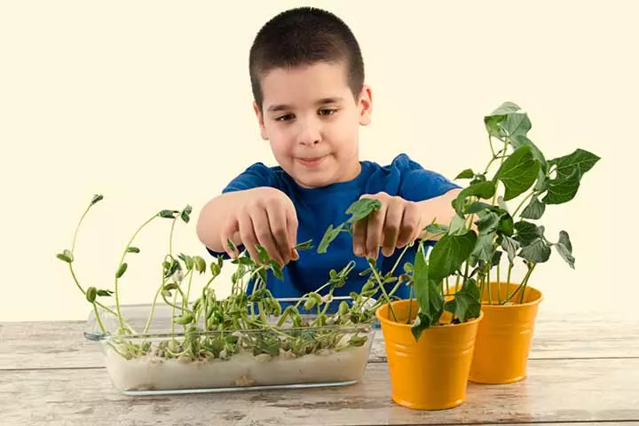 Grow Bean Sprouts On Cotton Balls