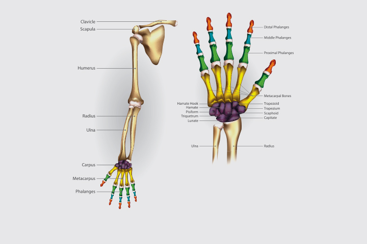 Arms and hands bones in children