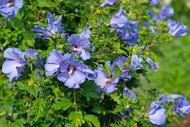 Blue