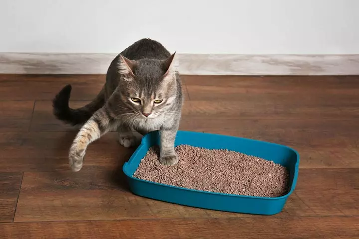 Changing Your Cat’s Litter Box
