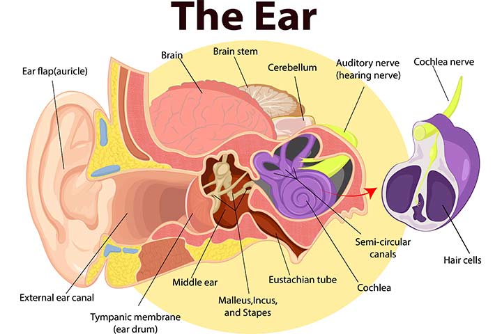 Working of the ear for kids