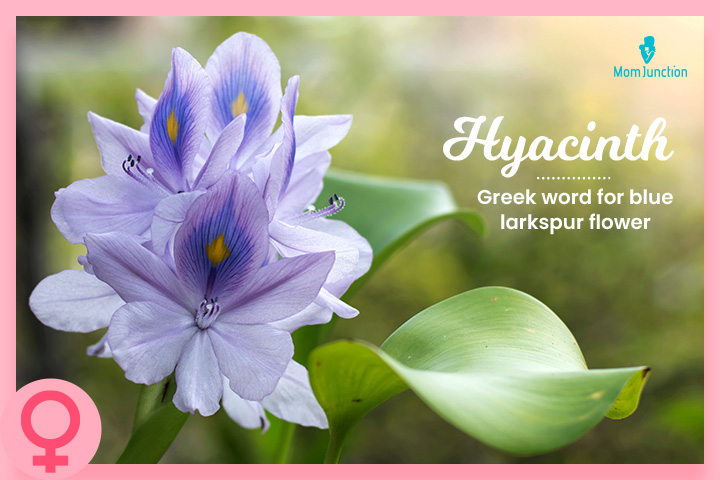 Hyacinth, a name that means purple or violet