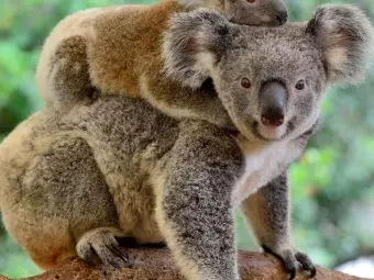 38 Interesting Facts About Koalas For Kids