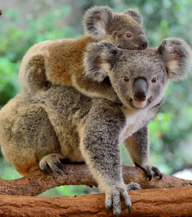 38 Interesting Facts About Koalas For Kids