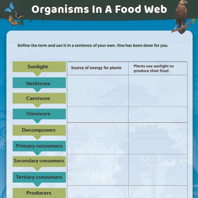 Interpreting The Food Web
