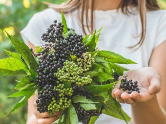 Is Elderberry Safe For Children Side Effects And Precautions