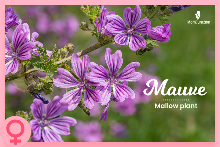 Mauve, a name that means purple or violet
