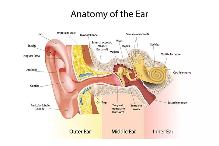 Parts of the ear for kids