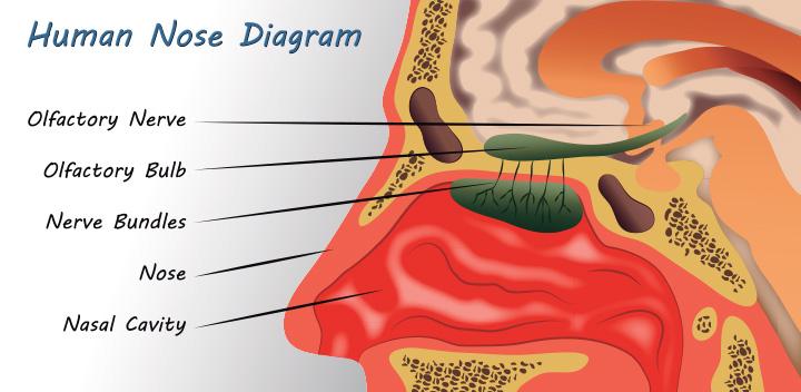 20 Interesting Facts, Diagram And Parts Of The Nose For Kids