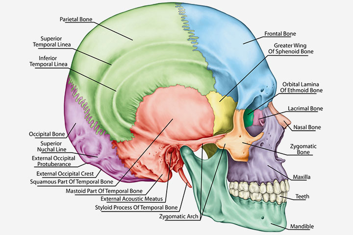 Skull structure for children