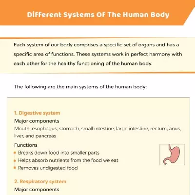 The Human Body System: Overview, Anatomy & Function