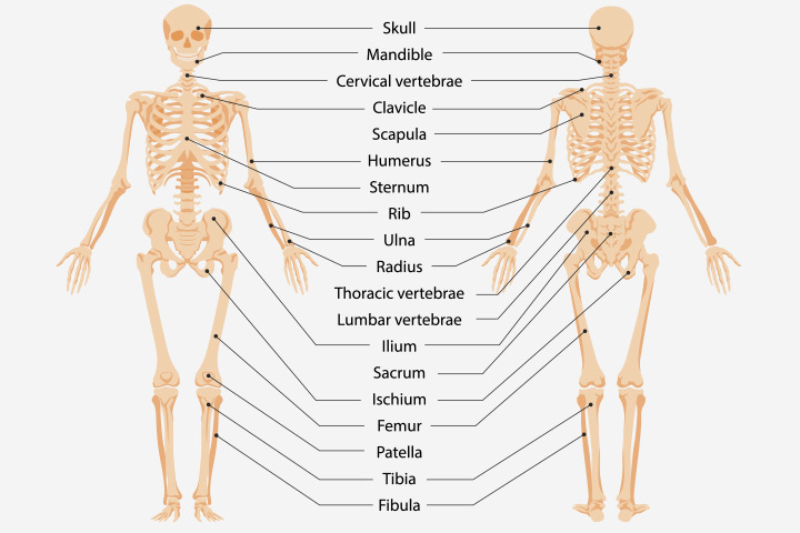 Skeletal system for children