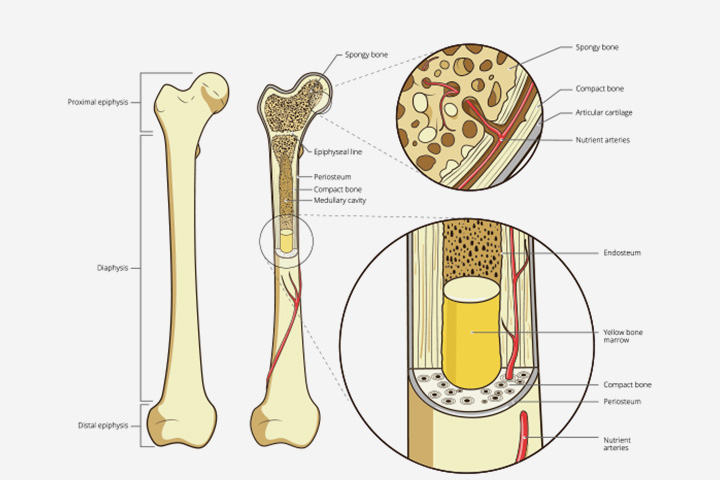 Types, structure, and layers of the bones in children