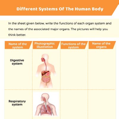 Write The Name And Function Of The Human Body System