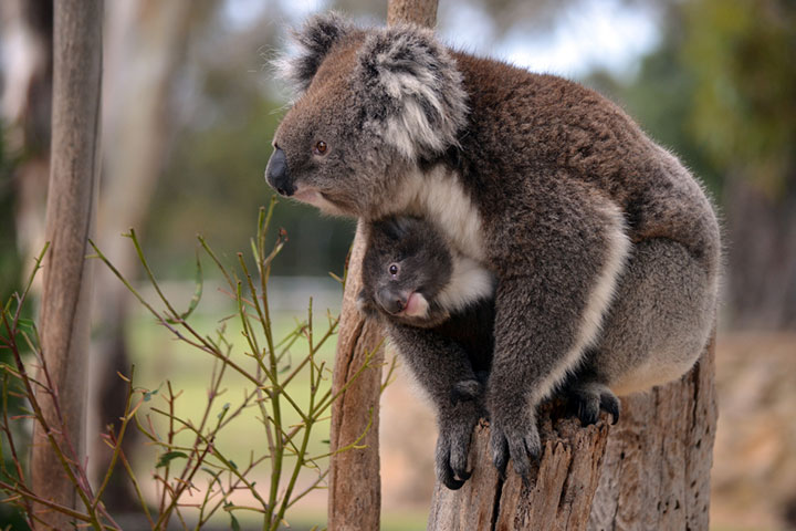 Koala pouch, Koala facts for kids