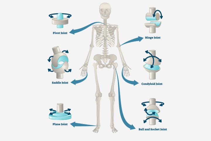 human-skeletal-system-movement-and-locomotion