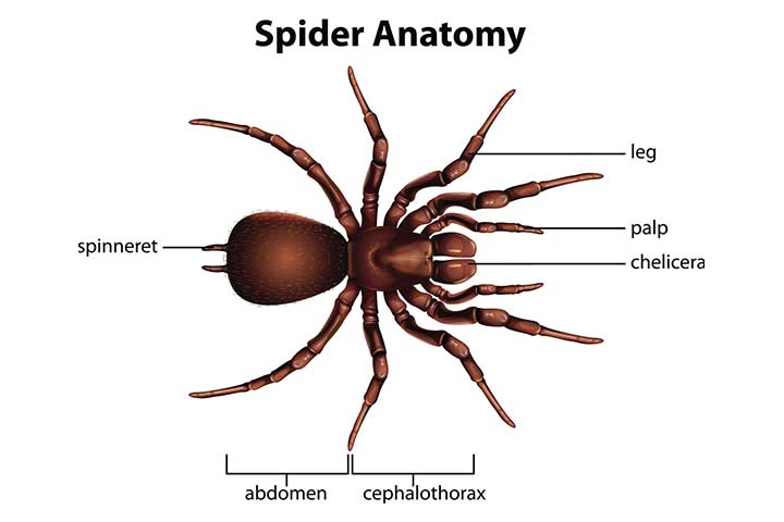 Spider anatomy facts for kids