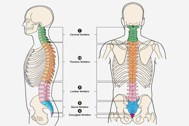 Different types of vertebrea in children