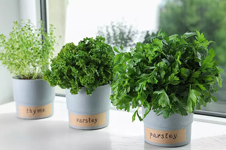 Grow an indoor herb garden