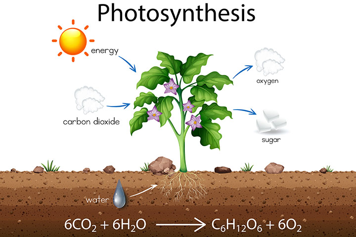 Photosynthesis For Kids: Definition, Process, Diagram And Facts