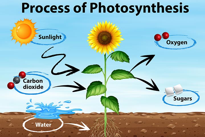 What Is Photosynthesis Kids Plant Facts Dk Find Out - Vrogue