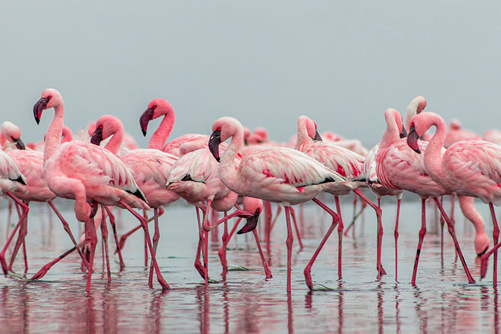 A group of flamingos; animal trivia question for kids