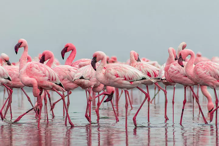 A group of flamingos; animal trivia question for kids