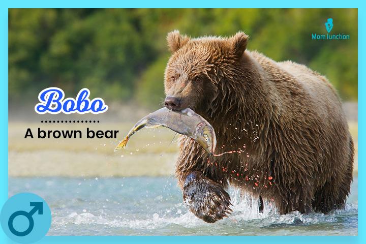 Definition & Meaning of Brown bear