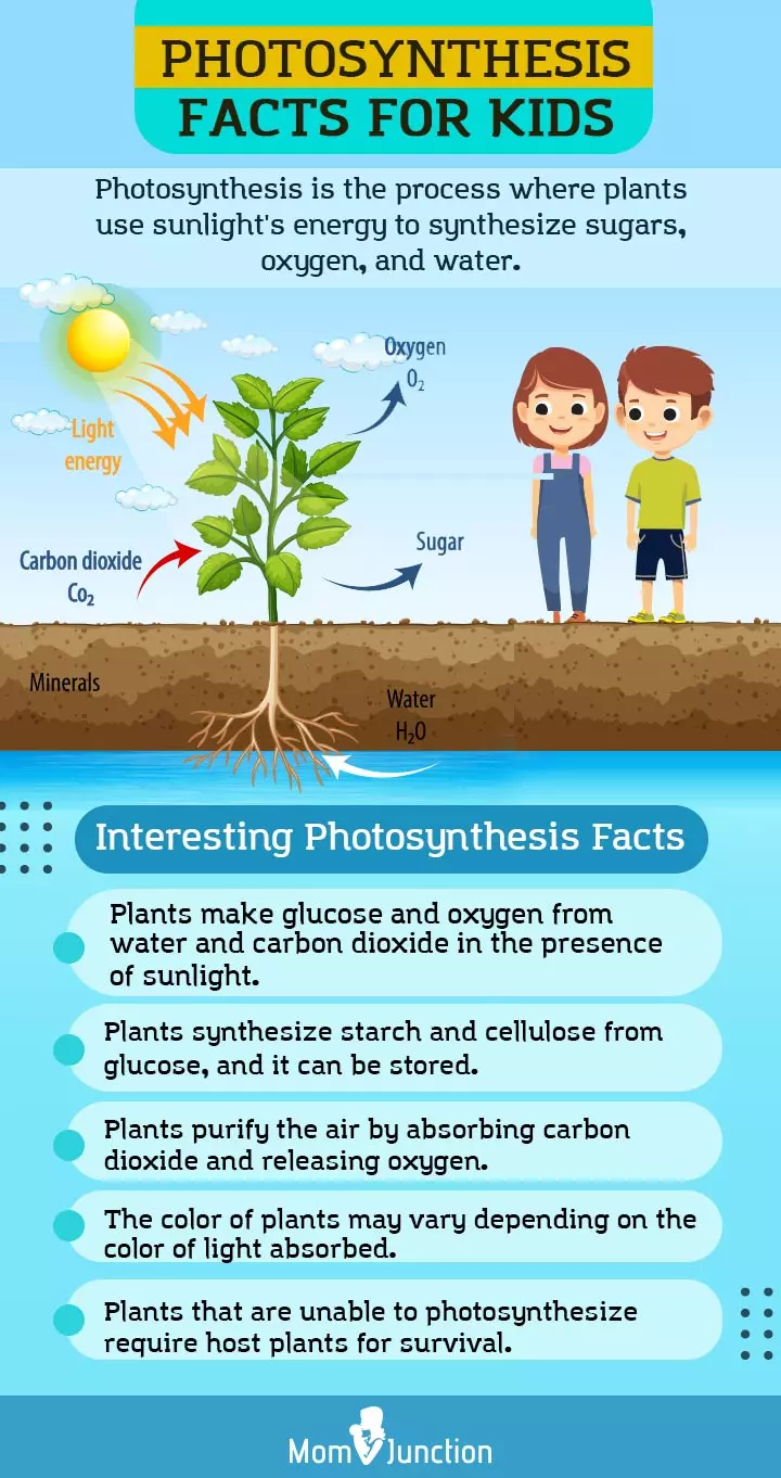 interesting photosynthesis facts for kids (Infographic)