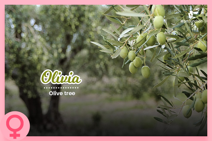 The name that represents an olive tree