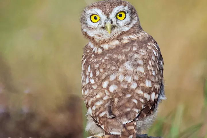 Owl can turn his head 270 degrees