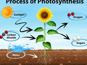 Photosynthesis For Kids Definition, Process, Diagram And Facts