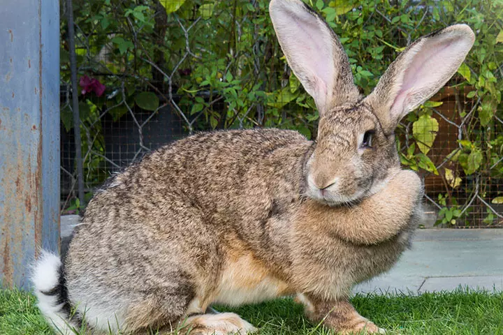 Rabbit is a flemish giant