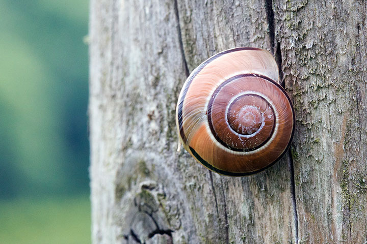 Snail; animal trivia question for kids