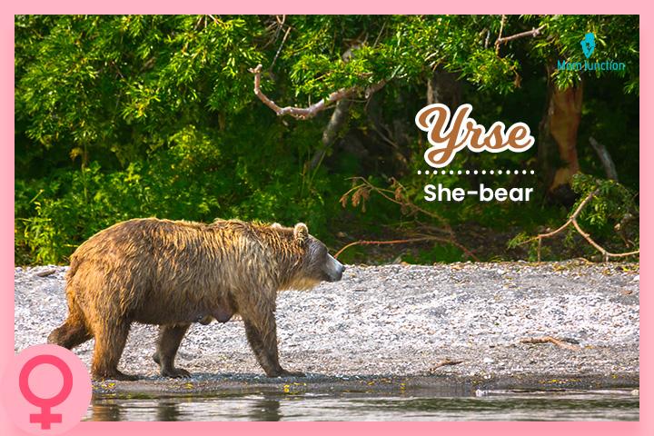 BEAR definition in American English