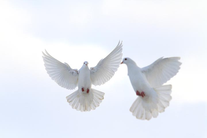 Doves as the symbol of love