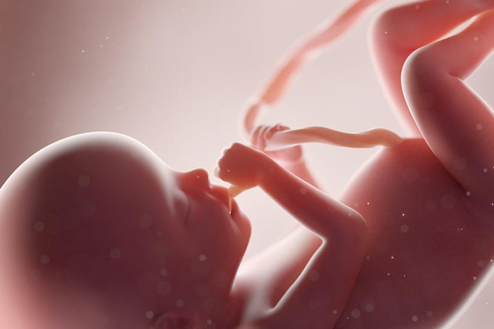 How Does Digestion Work In The Womb