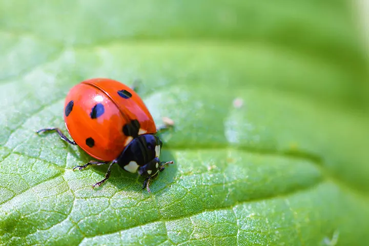 Ladybird as the symbol of love