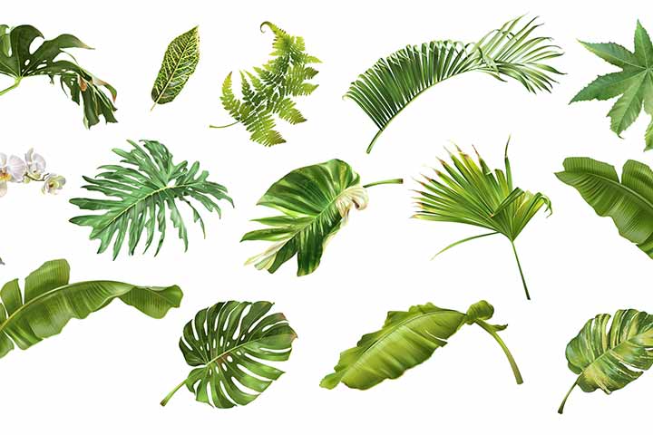 Types of leaves, Plant parts for kids