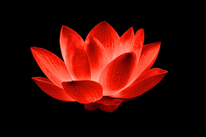 Padme Lotus as the symbol of love