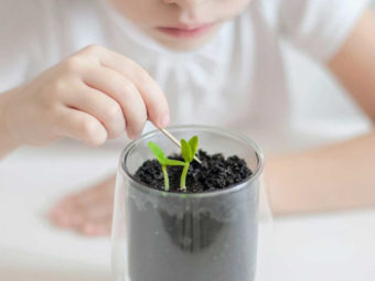 Parts Of A Plant: Diagram, Functions And Fun Facts For Kids