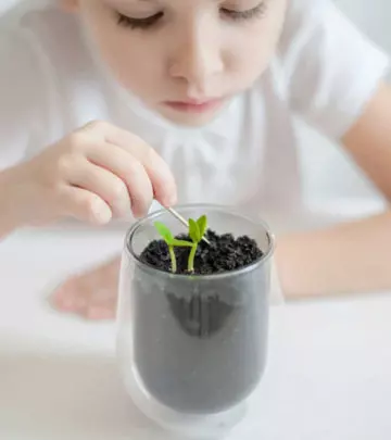Parts Of A Plant Diagram, Functions And Fun Facts For Kids