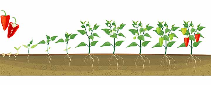 Root diagram, Plant parts for kids