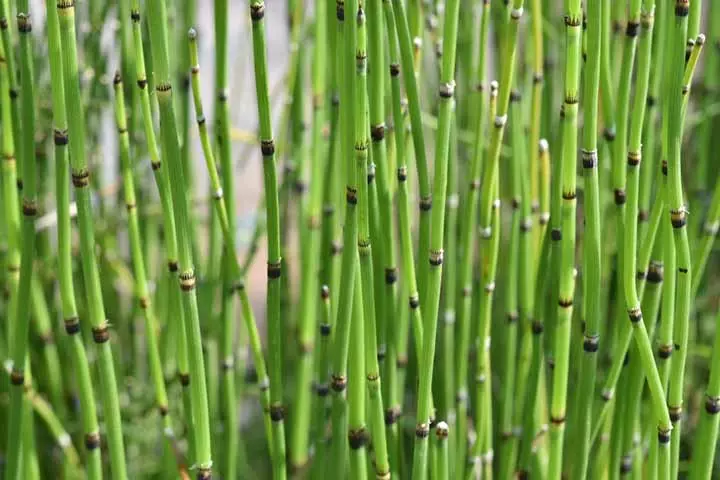 Stem diagram, Plant parts for kids