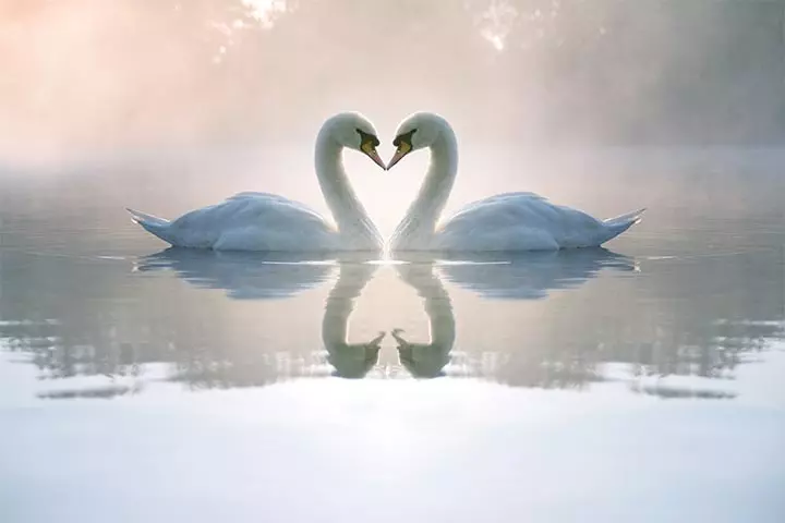 Swans as the symbol of love