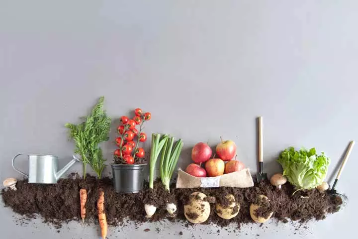 Vegetables, Plant parts for kids