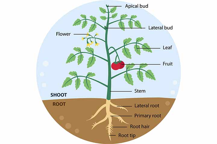 Diagram of plant parts for kids