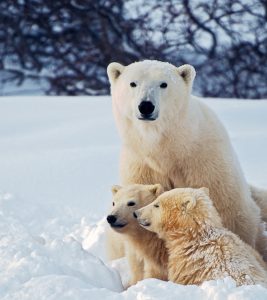 26 Fascinating Polar Bear Facts For Kids To Know