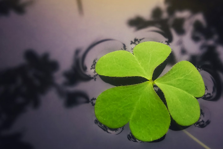 Three-leaf clover as the symbol of love