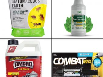 11 Best Outdoor Ant Killers That Are Safe To Use In 2024